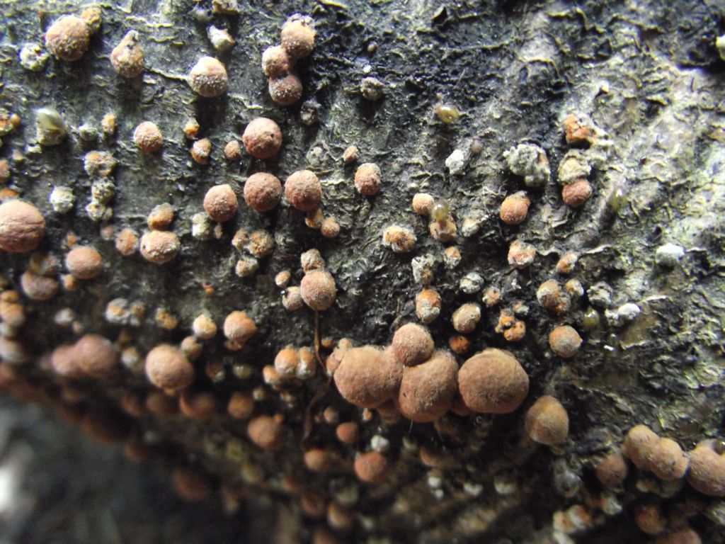 Rötliche Kohlenbeere - Nahansicht. Die Oberflächen sind warzig-punktiert und können teilweise auch an kleine Erdbeeren erinnern. 